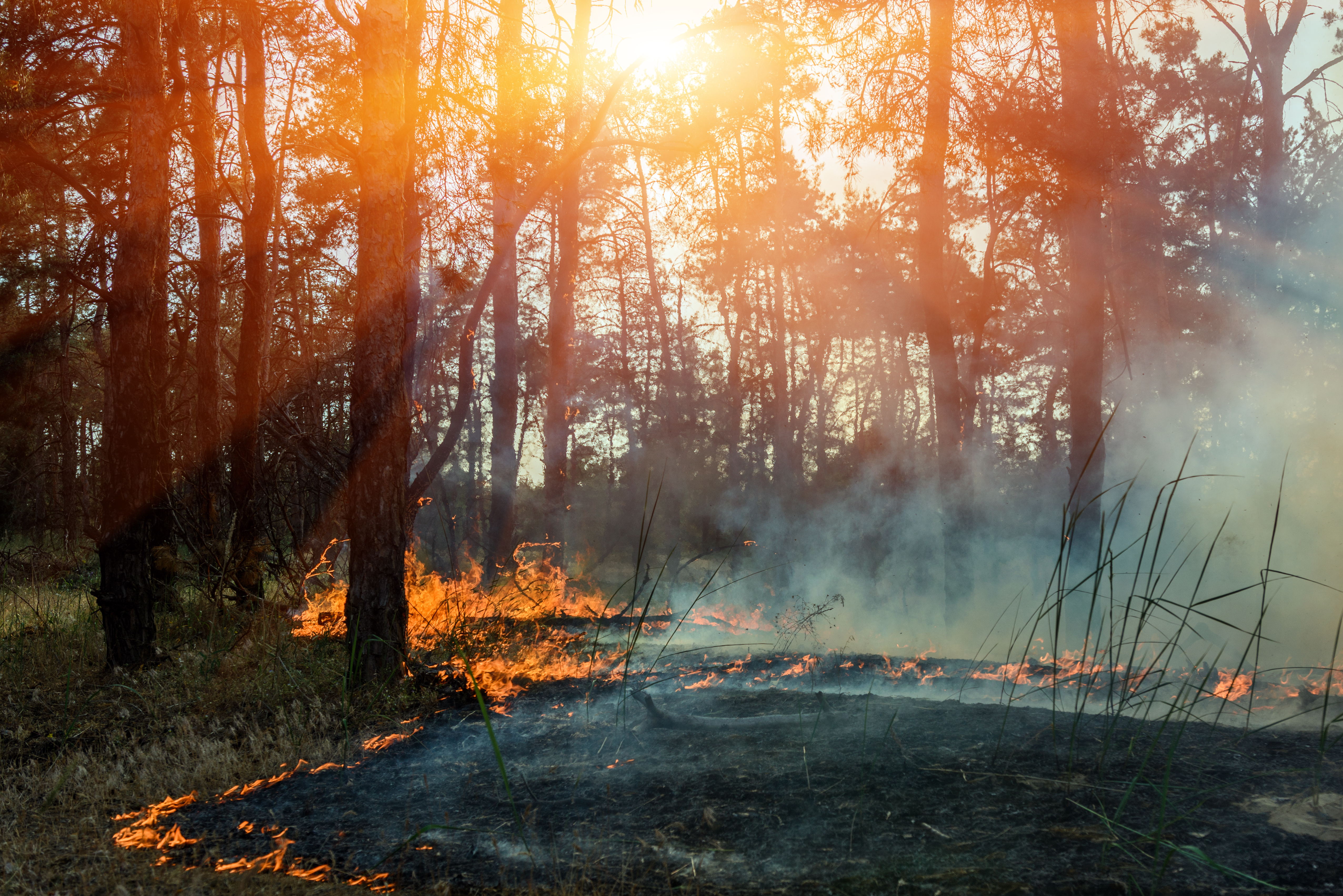 UNM engineering professor wins one of six inaugural NSF TRAILBLAZER awards for wildfire project